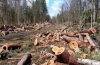 В Новой Ляле лесозаготовительная компания очистила лес от порубочных остатков, незаконно оставленных после проведения работ