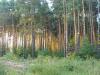 Житель Новолялинского района получил условный срок за вырубку леса